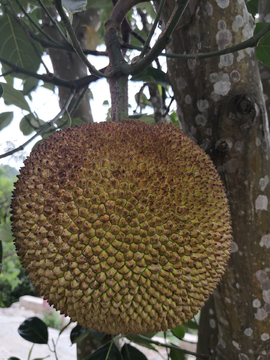 初恋日记(普通话版)